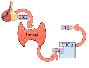 Thyroid hormone production