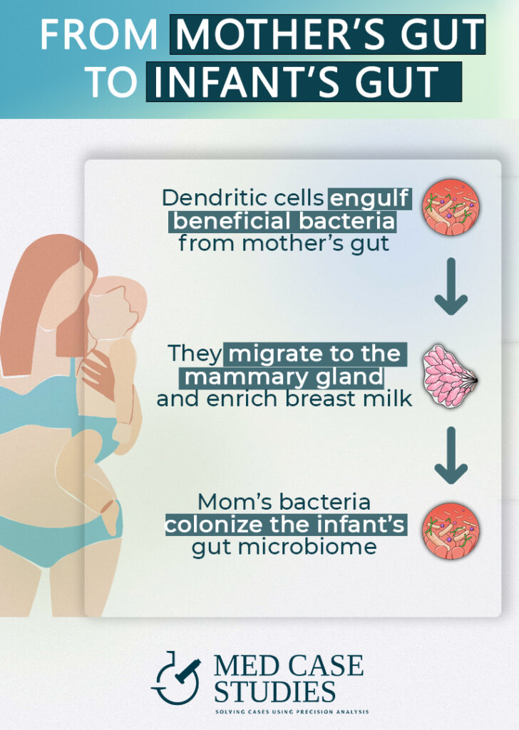 Flow of mother's gut bacteria from breast milk to the baby's gut