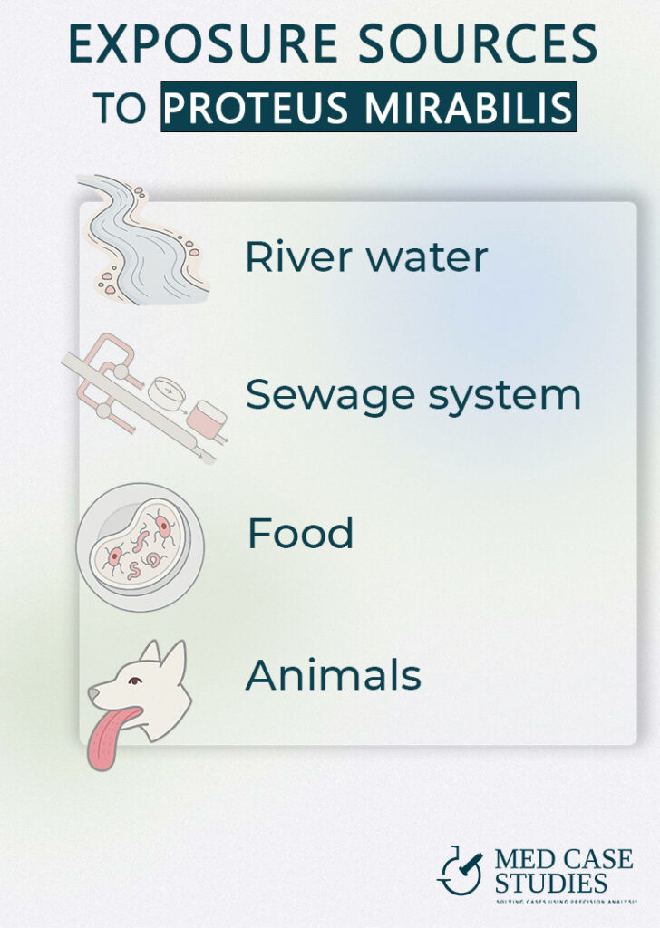 Infographic of exposure sources to Proteus mirabilis: river water, sewage systems, food, and animals—context for Proteus mirabilis in stool findings.