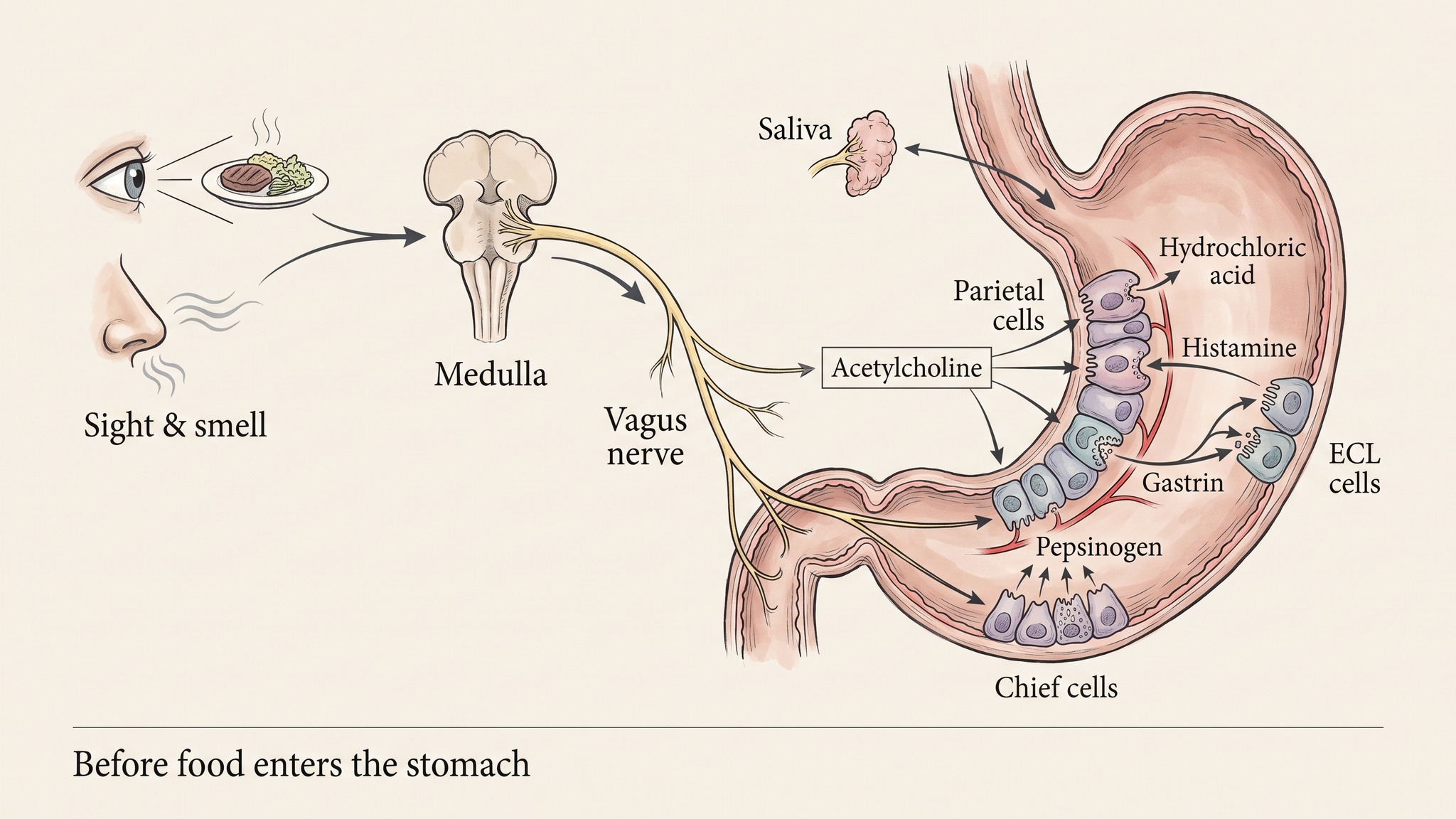Scientific American style mechanism diagram of the cephalic phase showing sight and smell, medulla, vagus nerve, acetylcholine, gastrin, histamine, parietal cells and chief cells