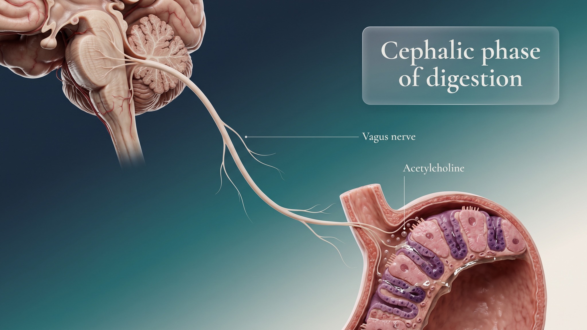 Scientific American style cover showing the medulla, the vagus nerve and the stomach preparing digestion before the first bite