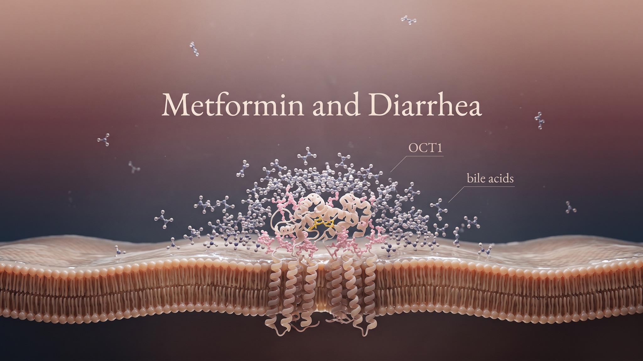 Metformin and diarrhea: extreme macro of the OCT1 transporter embedded in an intestinal cell membrane, with metformin molecules accumulating above it