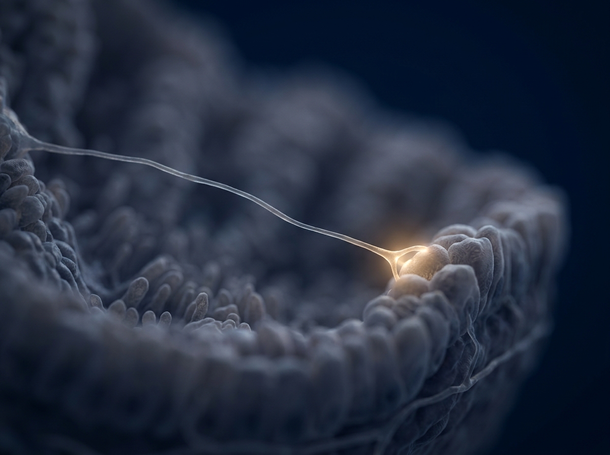 Sensory nerve ending in the intestinal wall, where androgens set visceral pain thresholds