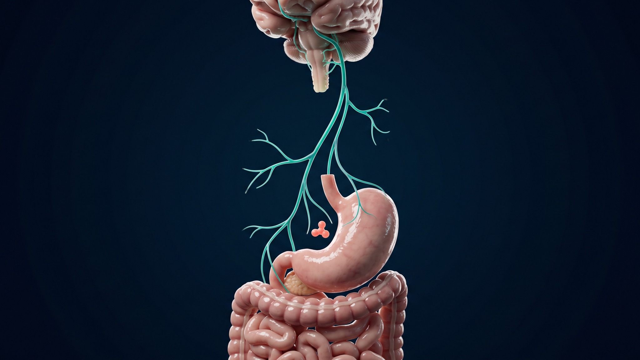 The vagus nerve connecting the brainstem to the stomach and small intestine, the neural wiring of digestion