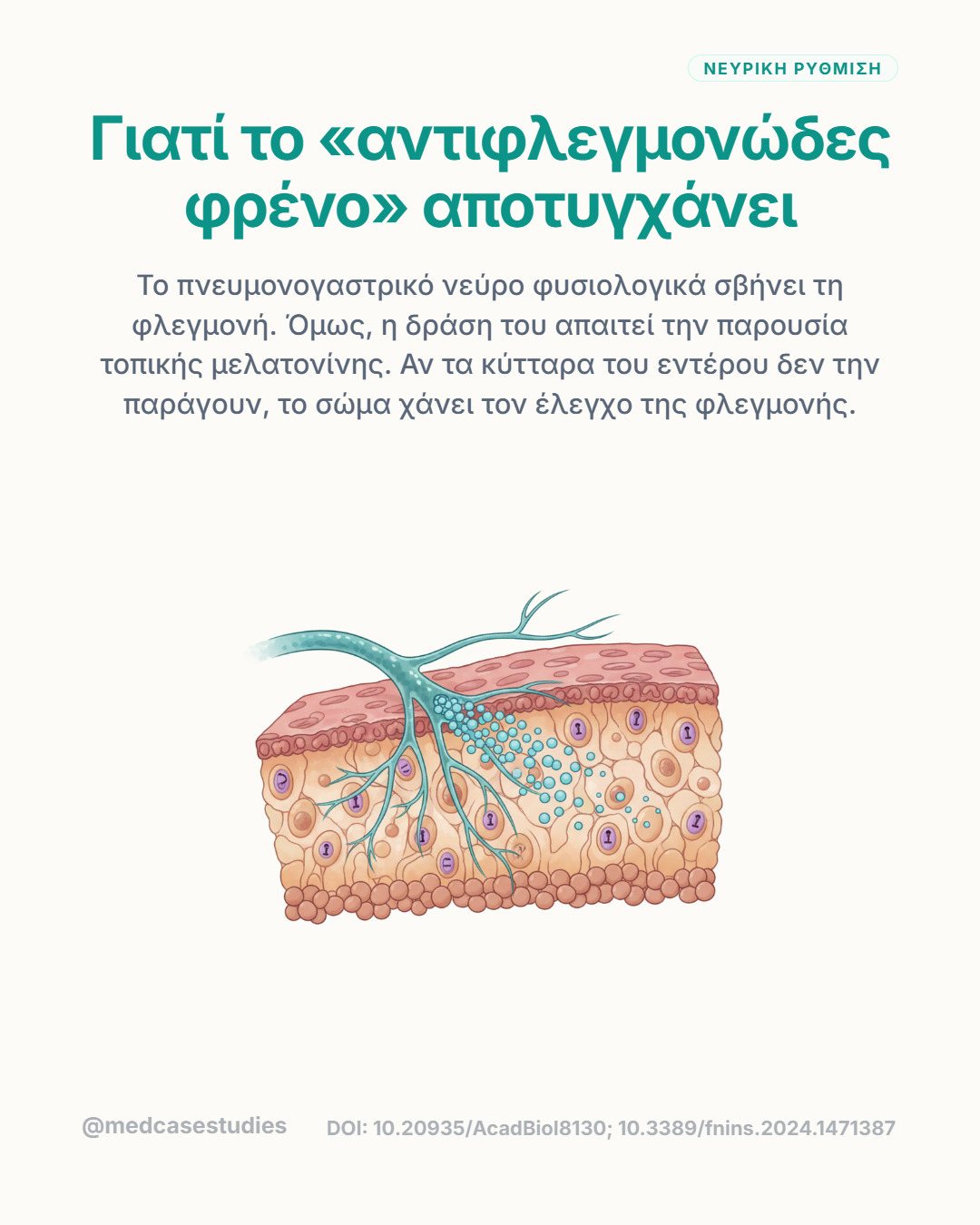 Νευρικές απολήξεις πάνω από τομή εντερικού τοιχώματος με μικρά γαλάζια σωματίδια.
