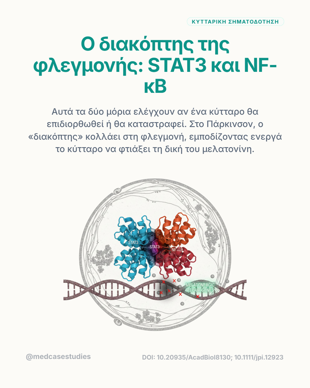 Κυτταρικός πυρήνας με πρωτεϊνικές δομές STAT3 και NF-κB πάνω από κλώνο DNA.