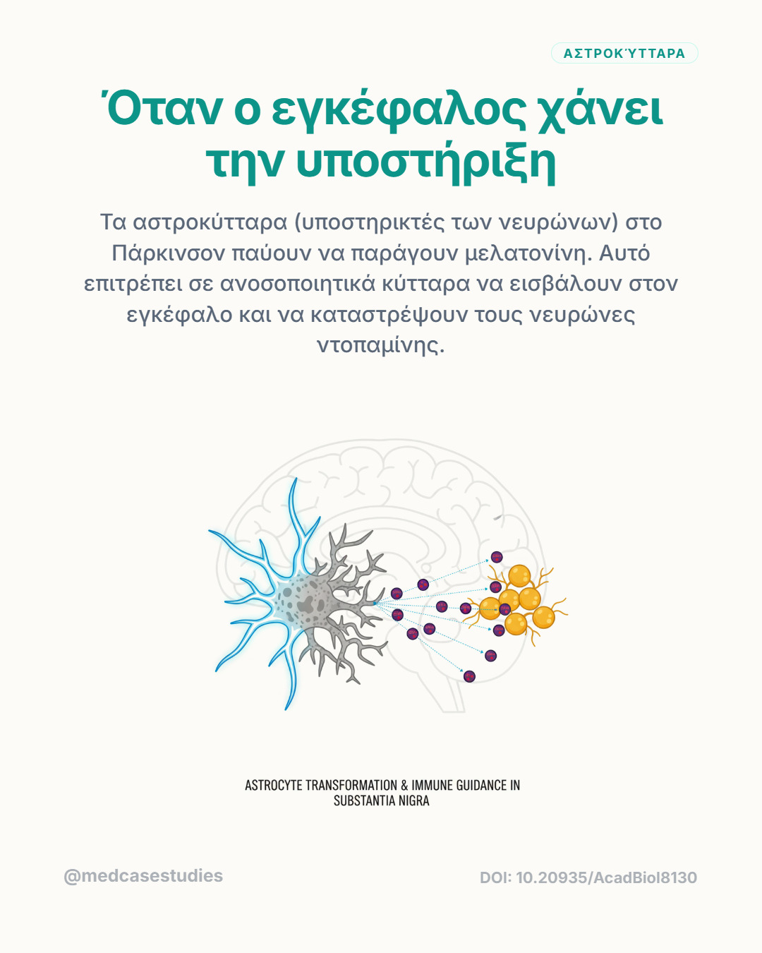 Αστροκύτταρο κοντά σε νευρώνα και πορτοκαλί ανοσοποιητικά κύτταρα μέσα σε περίγραμμα εγκεφάλου.