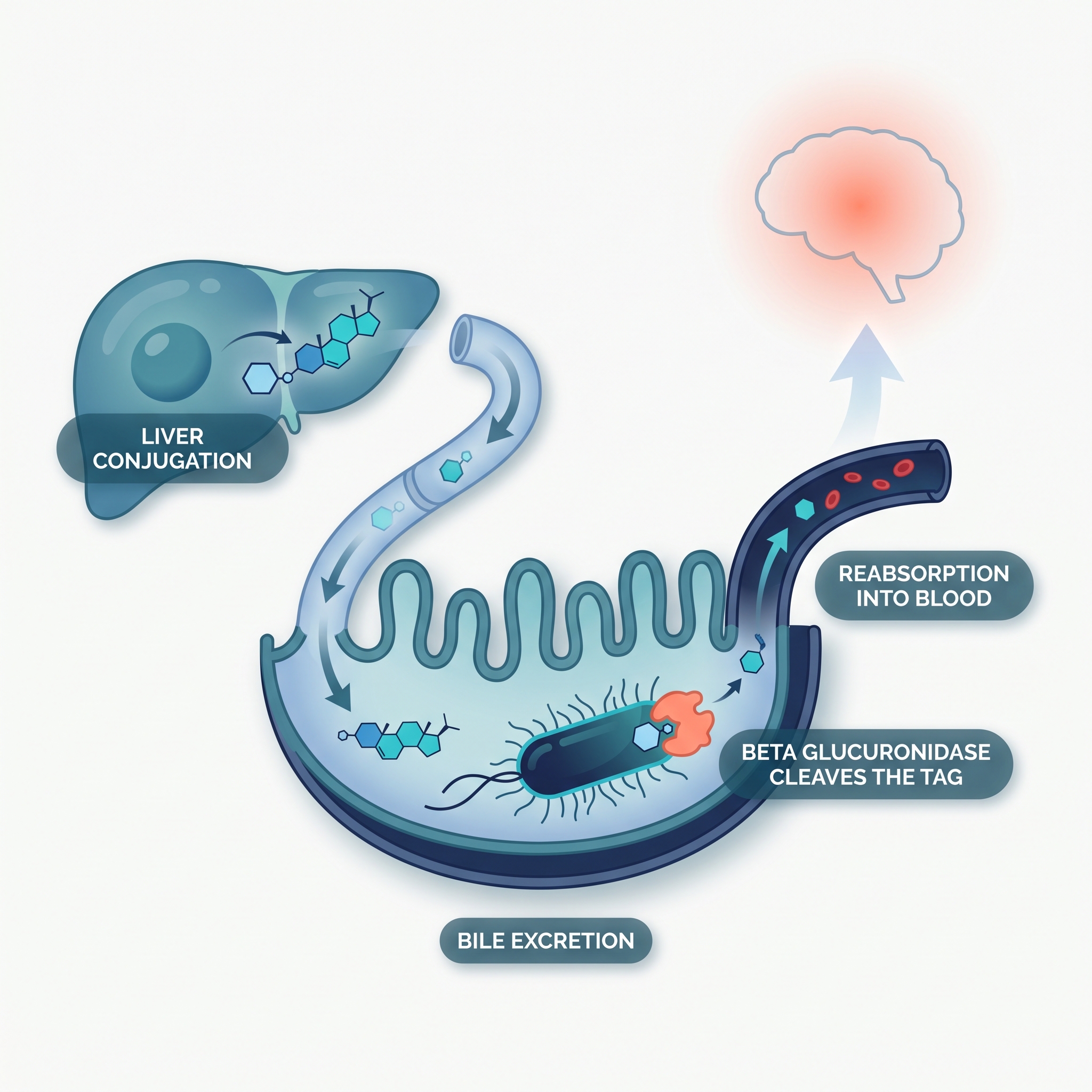 Diagram of beta-glucuronidase enzyme freeing a conjugated hormone for reabsorption toward the brain