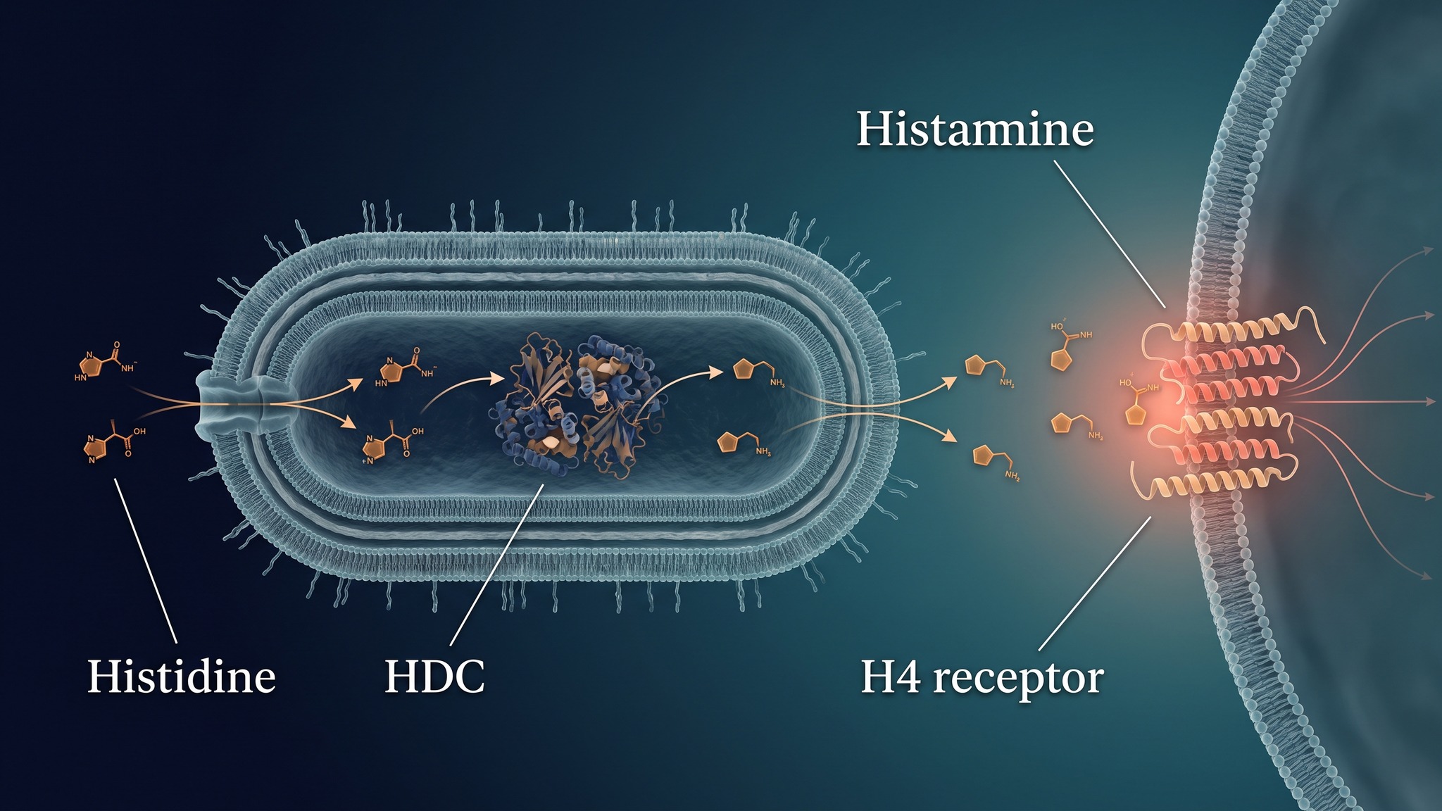 Biomedical illustration of Klebsiella aerogenes converting histidine into histamine through histidine decarboxylase and signaling through an H4 receptor