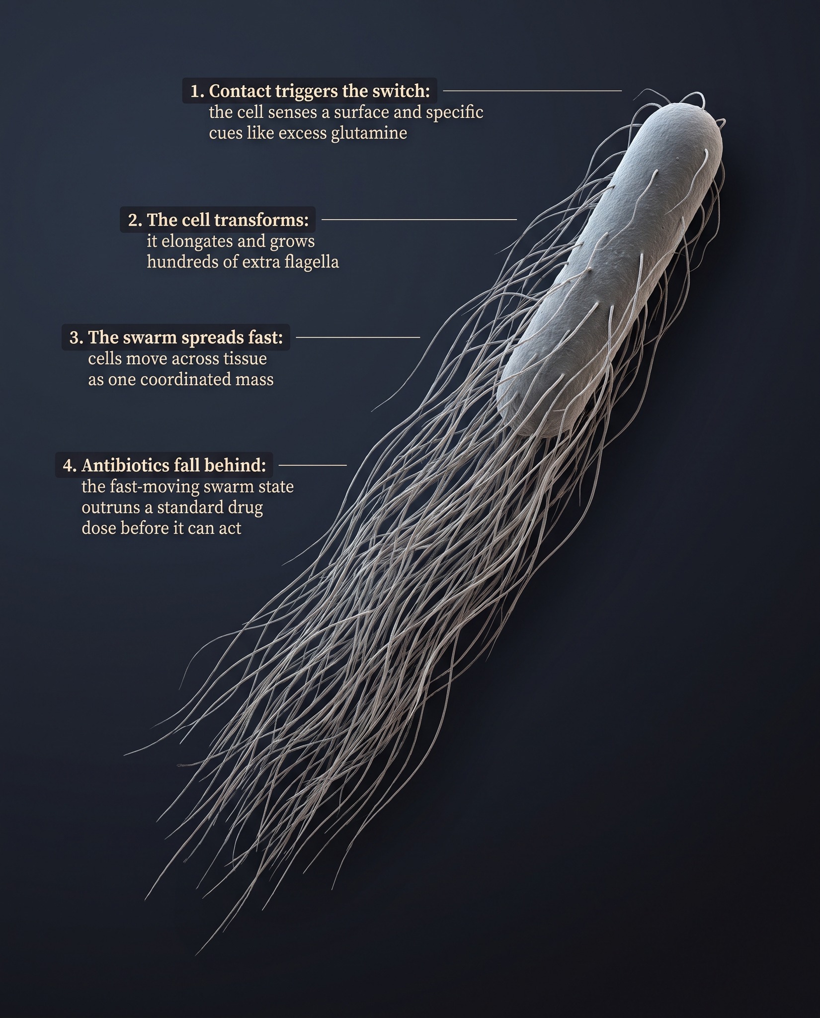Proteus mirabilis anatomy showing hundreds of flagella and the swarming mechanism that protects it from antibiotics
