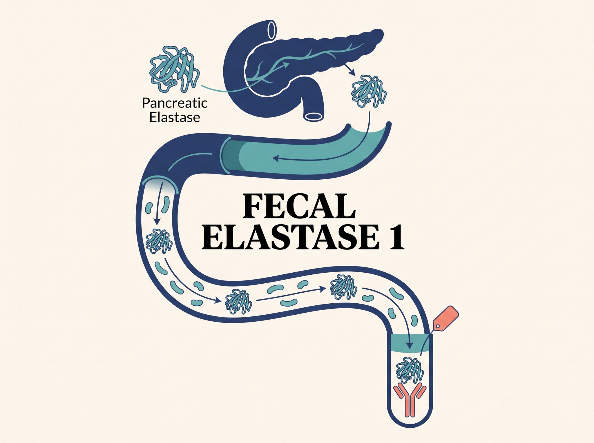 Pancreatic elastase molecule in a schematic stool test