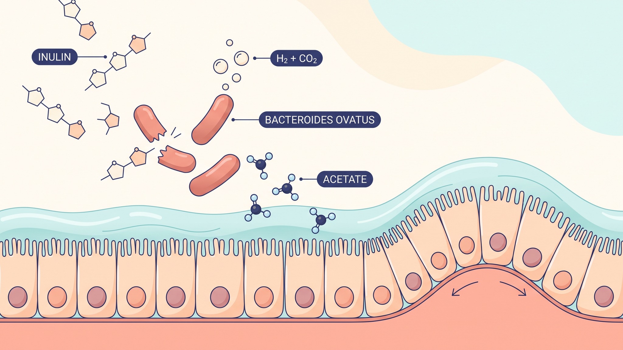 Fibermaxxing and gas, Bacteroides ovatus fermenting inulin into hydrogen, carbon dioxide and acetate in the colon
