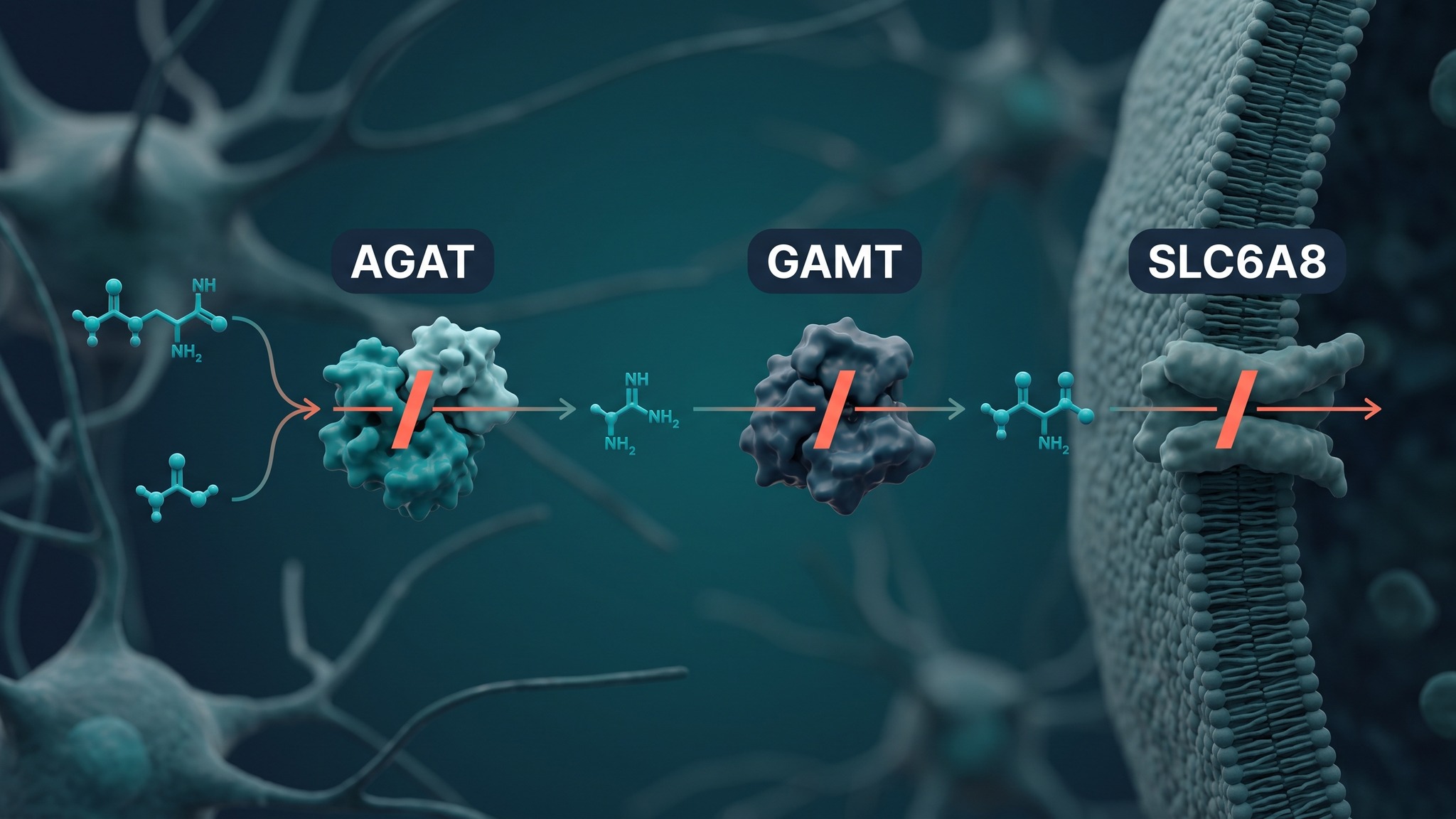 Diagram of the creatine biosynthesis and transport pathway showing where GAMT, AGAT, and SLC6A8 deficiency each block the process in low muscle tone and autism