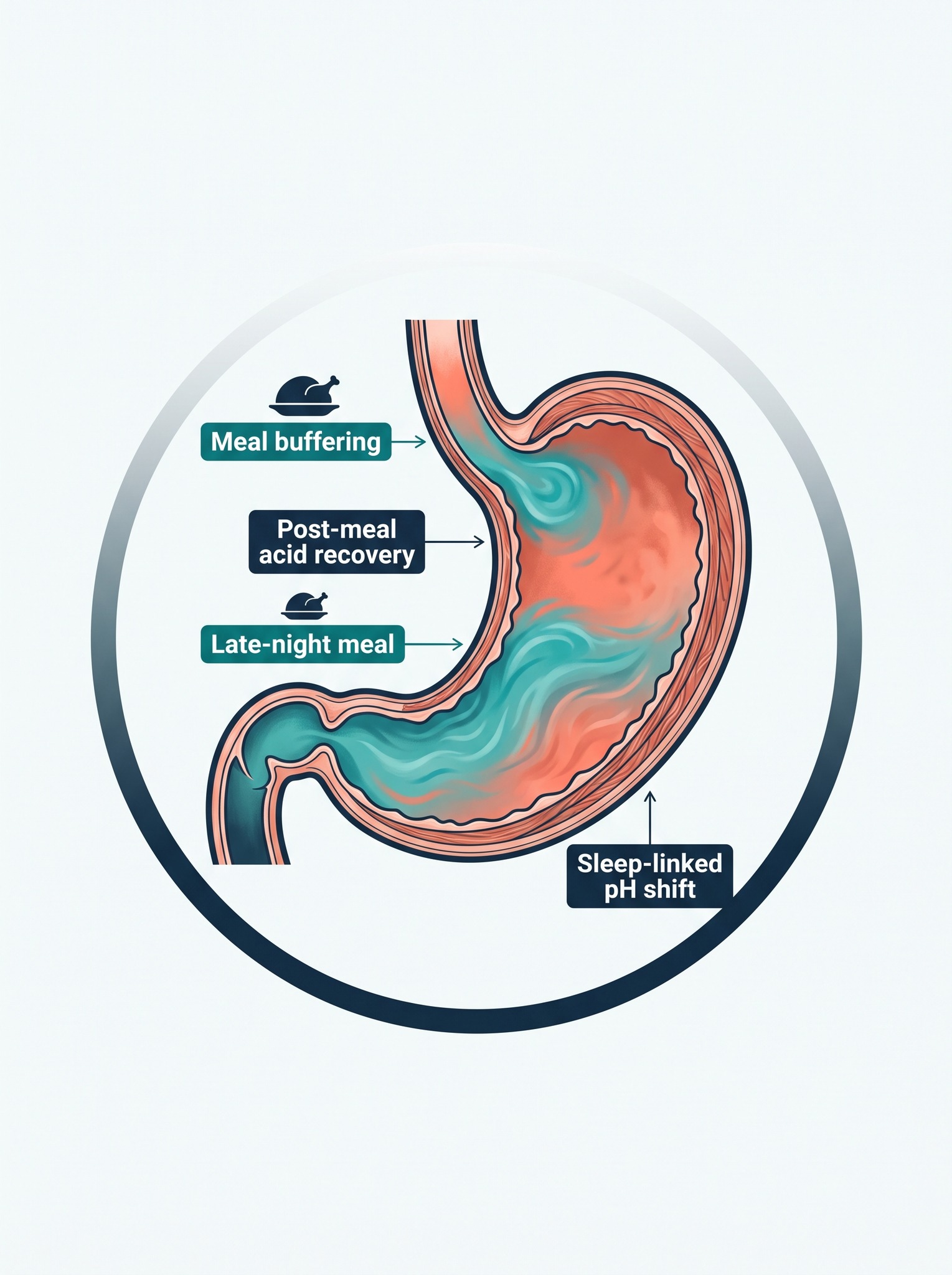 Gastric pH over time showing meal buffering, acid recovery and a late-night meal before sleep