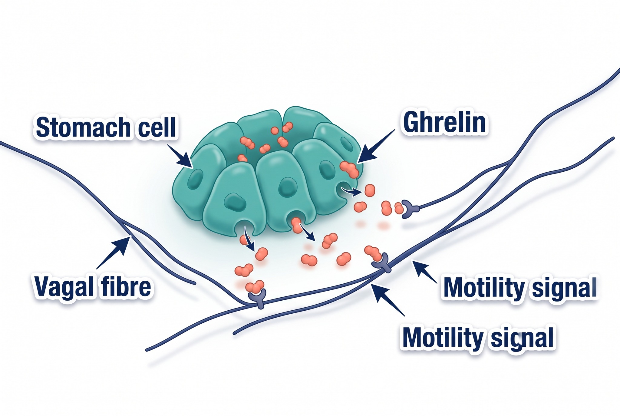 Scientific illustration showing ghrelin travelling from stomach cells to enteric nerve and colon receptors