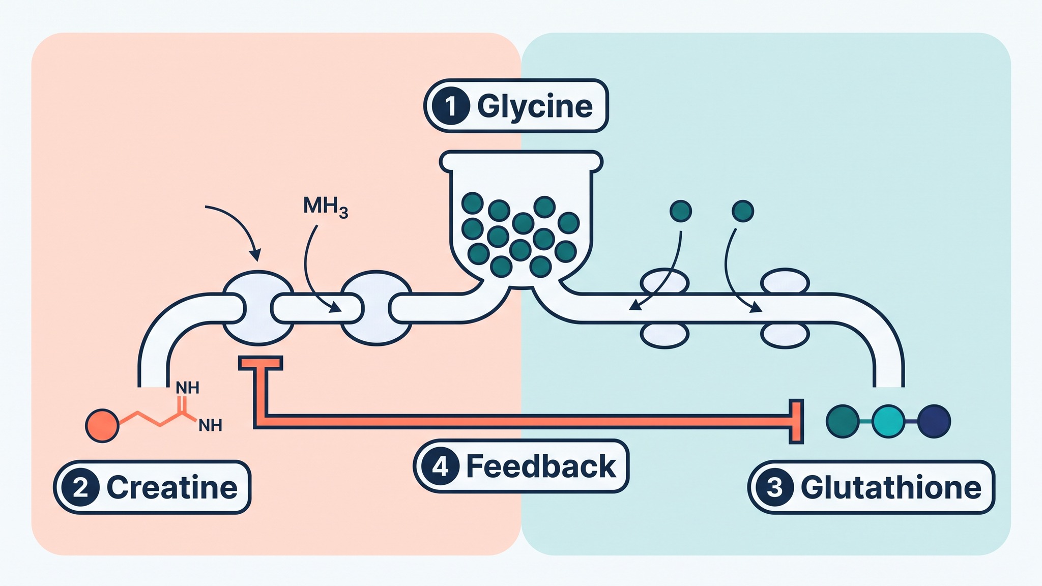 Diagram of one glycine pool feeding creatine synthesis through AGAT and glutathione synthesis through GS, with creatine feedback on AGAT, relevant to glutathione deficiency and autism