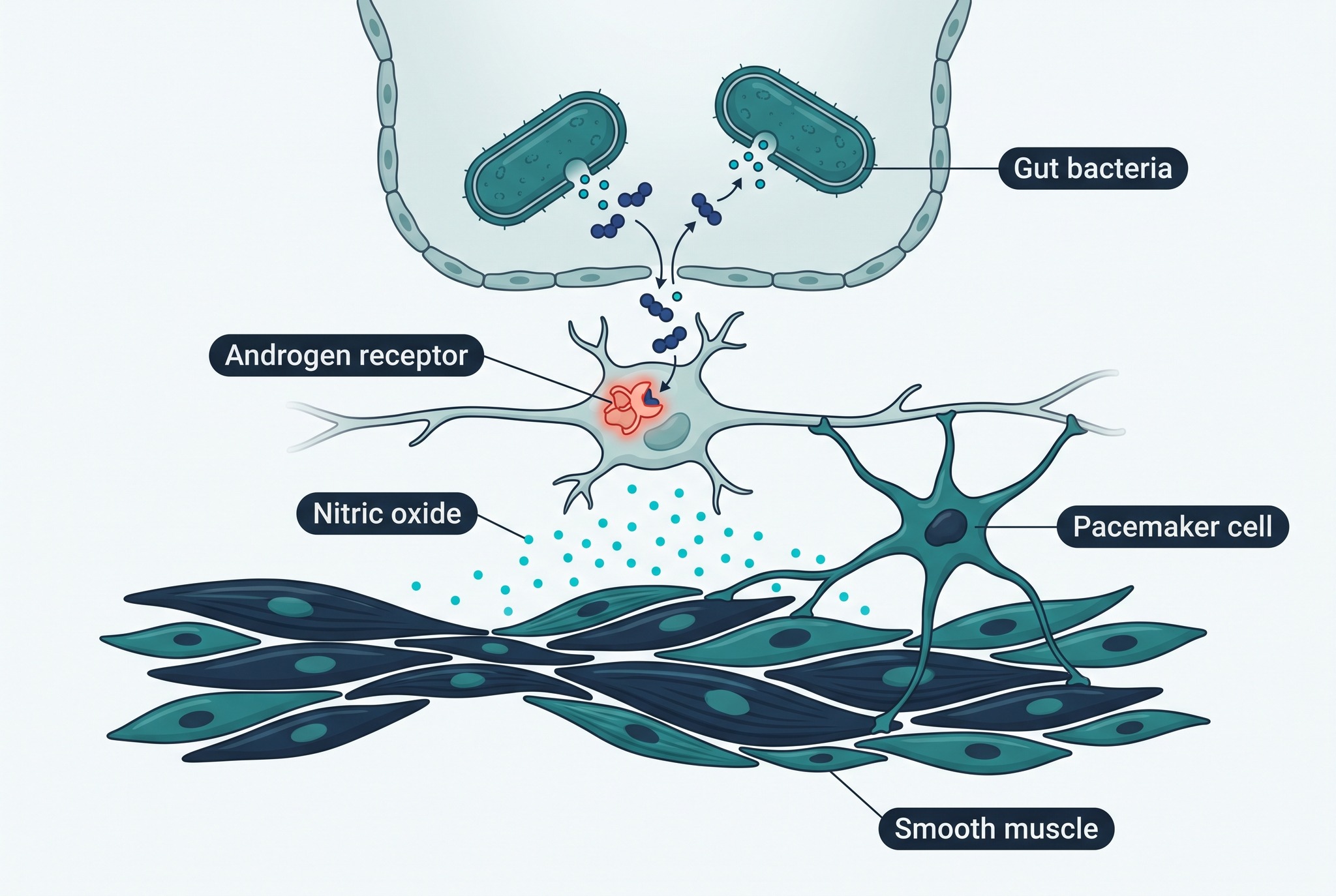 Enteric neuron with an androgen receptor releasing nitric oxide onto smooth muscle beside a pacemaker cell, the control of gut motility