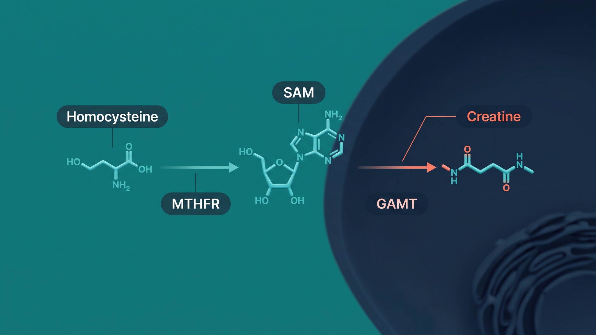 Homocysteine levels in autism explained through a SAM molecule branching toward methylation and toward GAMT-driven creatine synthesis