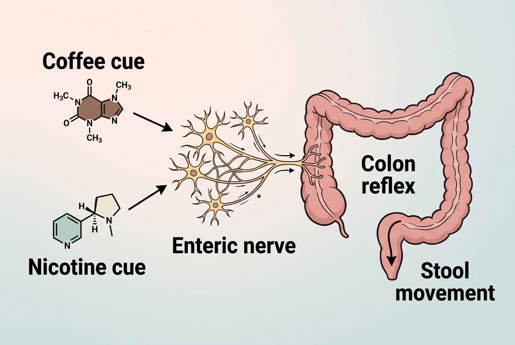 Scientific illustration of coffee, nicotine and a morning colon reflex shown as labelled signalling pathways
