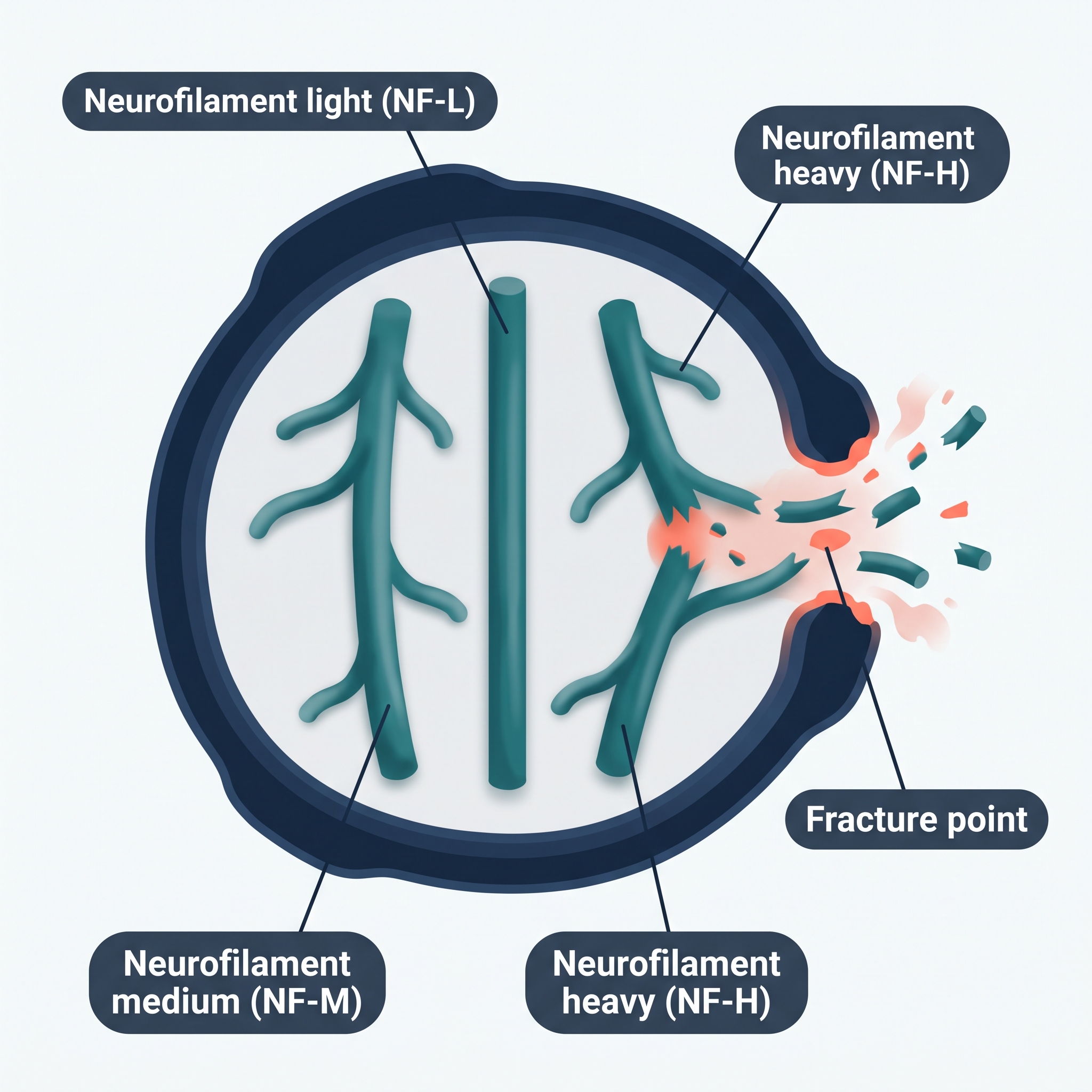 Schematic cross-section of an axon with NF-L, NF-M, NF-H neurofilaments and a fracture point
