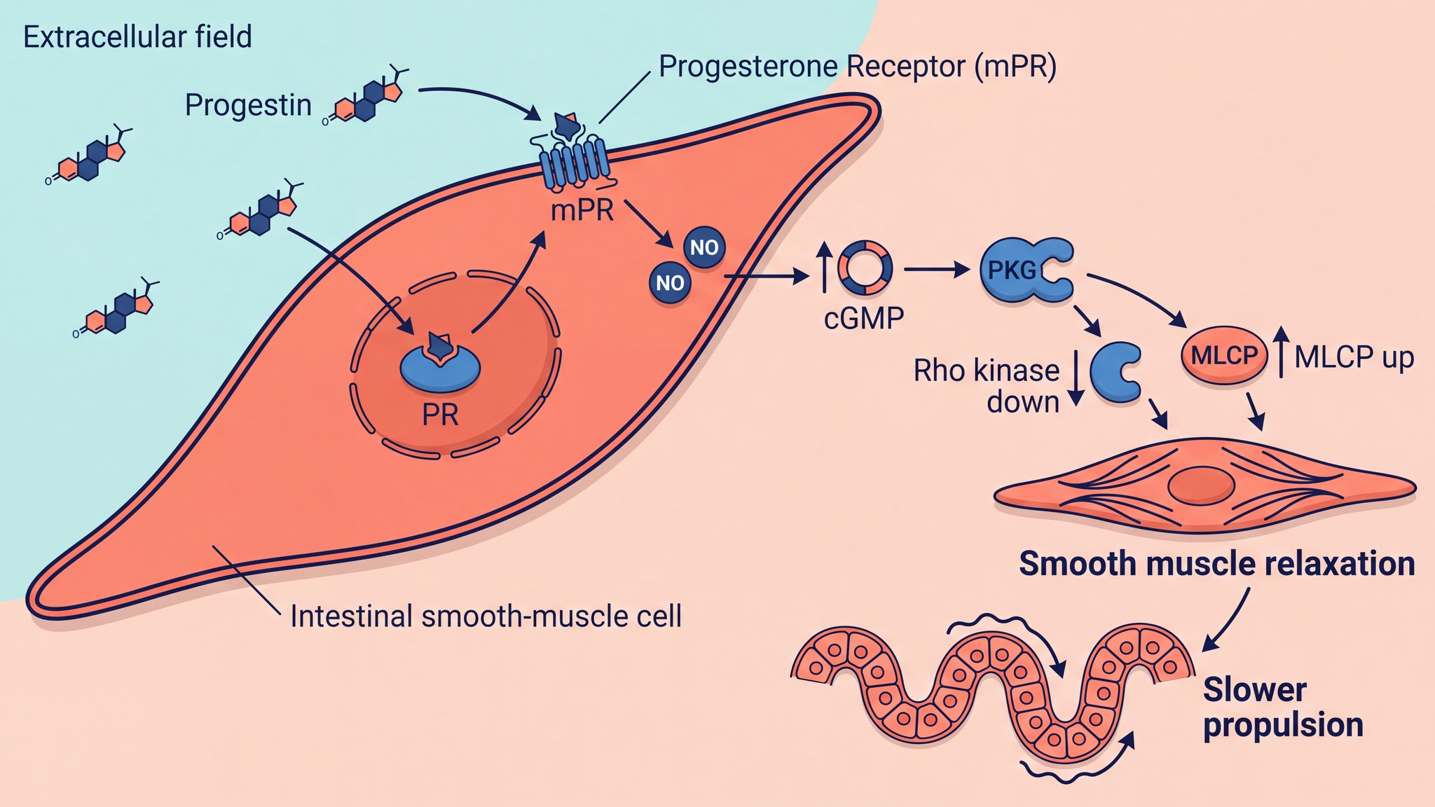 Scientific illustration of progestin receptor signalling in intestinal smooth muscle