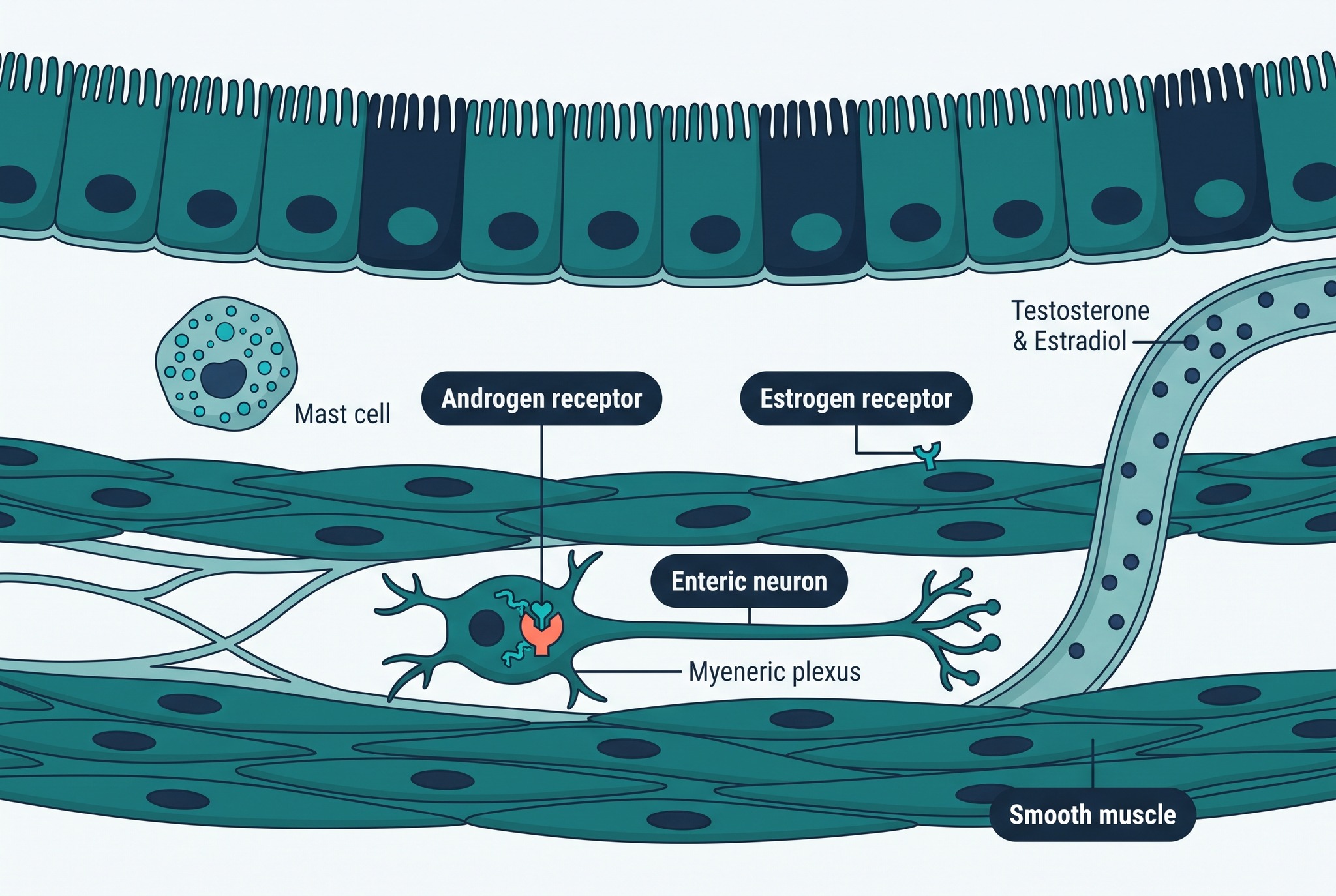 Colon wall with an androgen receptor on an enteric neuron and an estrogen receptor on smooth muscle, the gut targets of sex hormones in TRT