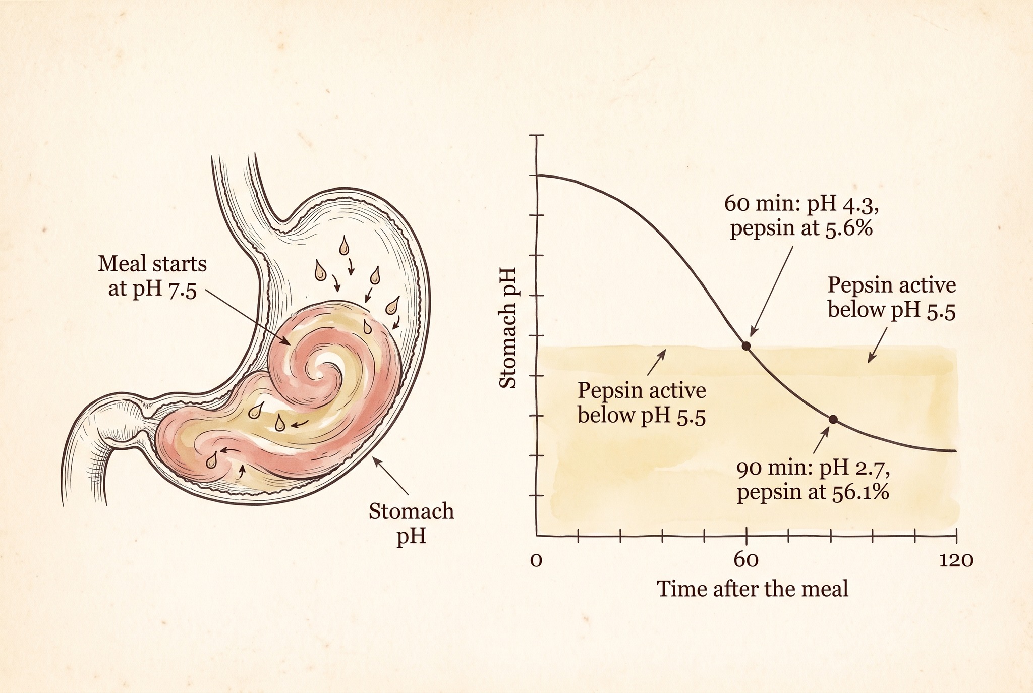 Schematic curve of stomach pH falling from 7.5 to 2.7 over 90 minutes after a protein-rich meal, with pepsin activity rising from 5.6% to 56.1%