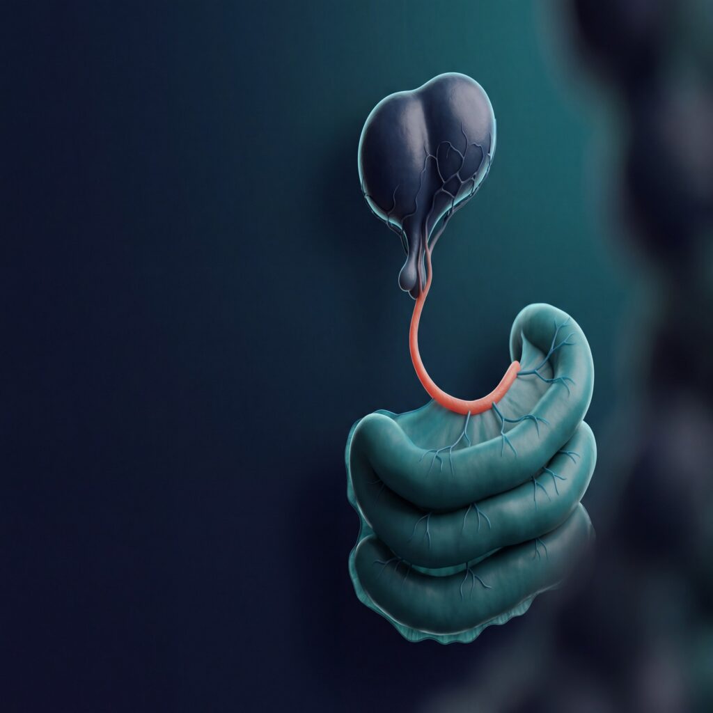 Pituitary gland connected by a blood vessel to intestinal loops, illustrating the hormone signal behind TRT and bowel problems